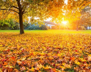 Fall moving tip: Rake yard before moving